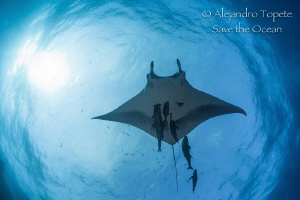 Mantaray with Sun, San Benedicto México by Alejandro Topete 